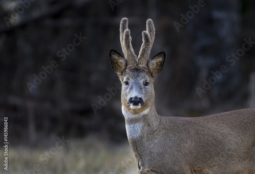 Deer in close up © robineriksson