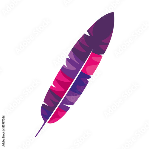 beauty and exotic feather vector illustration design