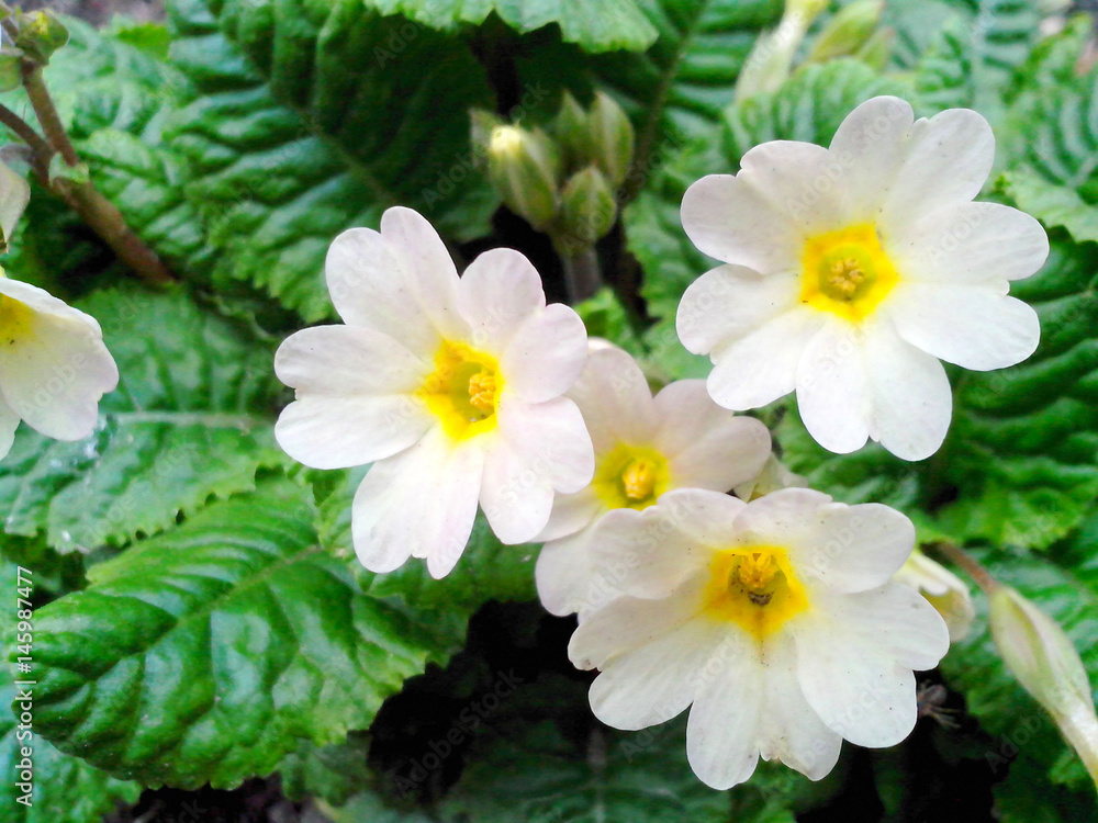White primrose, spring flowers, nature White primrose, spring flowers, nature