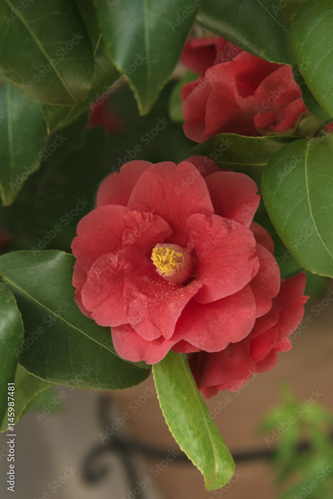 hibiscus against the background of leaves