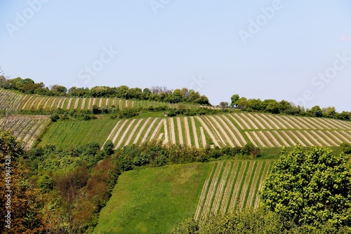 Weinberg in Klosterneuburg, Niederösterreich