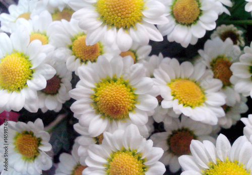 White small chrysanthemums with a yellow center  texture floral  background