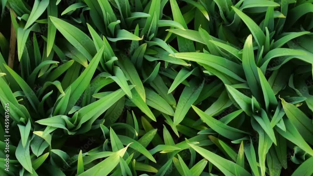 Flowerbed with overgrowth of daylilies Flowerbed with overgrowth of daylilies