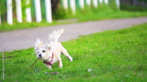 Maltese lapdog plays on the green lawn, slow motion