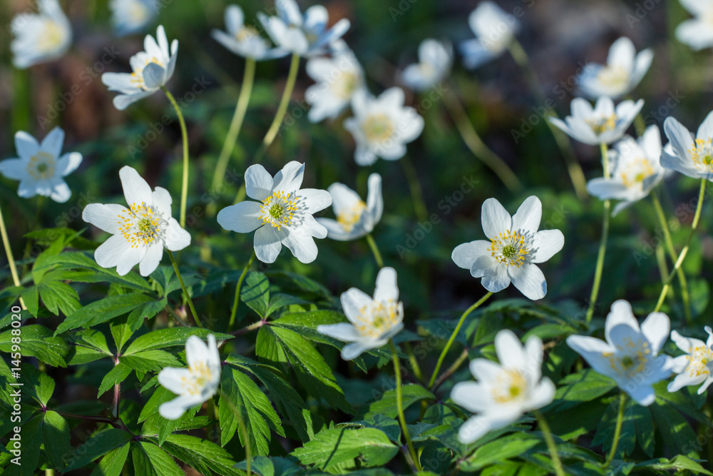 WHITE FLOWERS BEAUTIFUL WHITE FLOWERS BEAUTIFUL