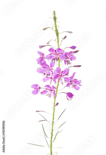 Pink flowers of Fireweed isolated on white background. Chamaenerion angustifolium