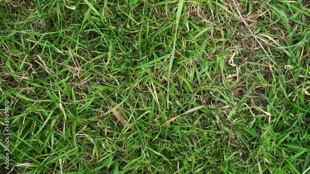 Uncut grass lawn. Top view background Uncut grass lawn. Top view background