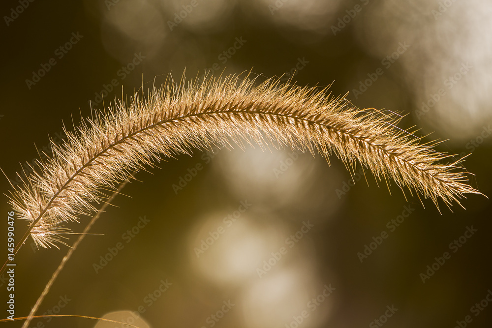 Fototapeta premium Back Lit Pampas Grass