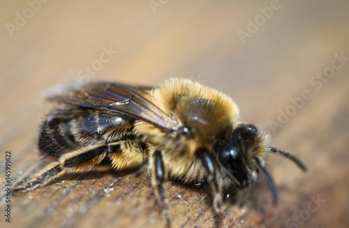 Makro einer Biene, Insekt, Natur, Tier