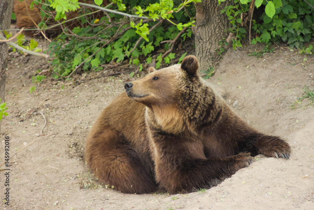Oso pardo (Ursus arctos) Oso pardo (Ursus arctos)