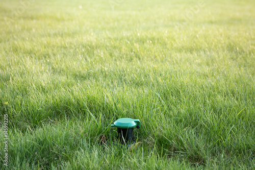 Green grass lawn and a pipe for watering with evening sunlight