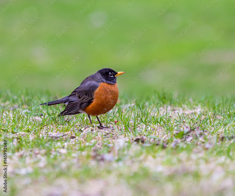 American Robin in a green grass field searching for worms and other insects in early spring in Montreal Canada. American Robin in a green grass field searching for worms and other insects in early spring in Montreal Canada.