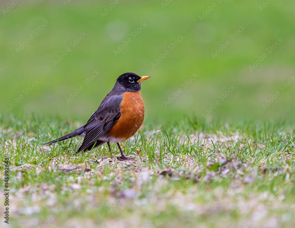 American Robin in a green grass field searching for worms and other insects in early spring in Montreal Canada. American Robin in a green grass field searching for worms and other insects in early spring in Montreal Canada.