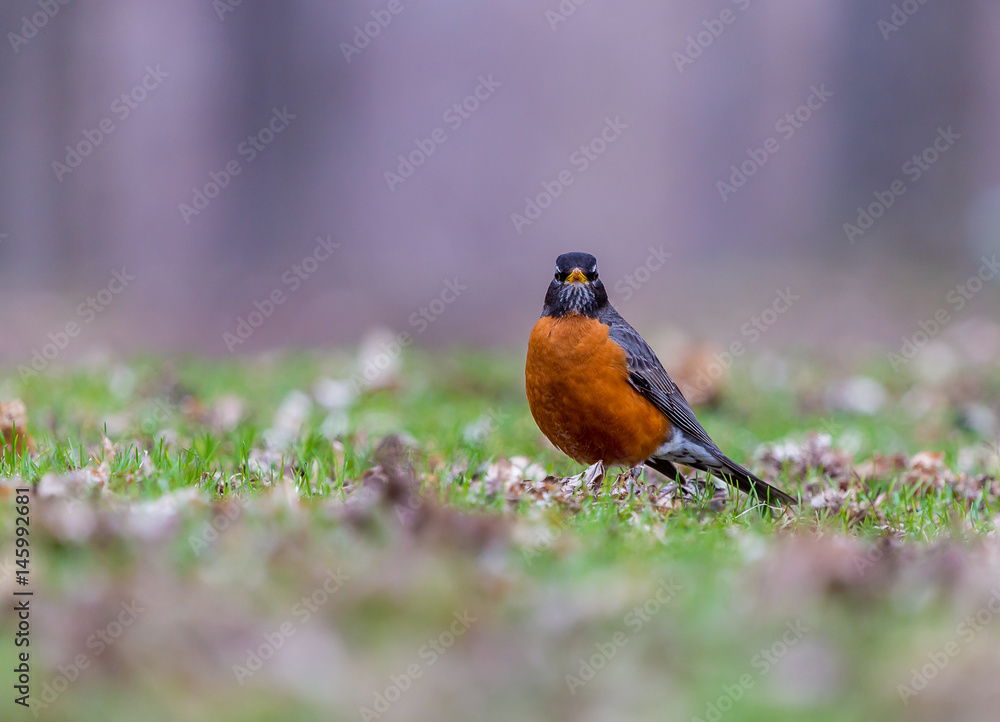 American Robin in a green grass field searching for worms and other insects in early spring in Montreal Canada. American Robin in a green grass field searching for worms and other insects in early spring in Montreal Canada.