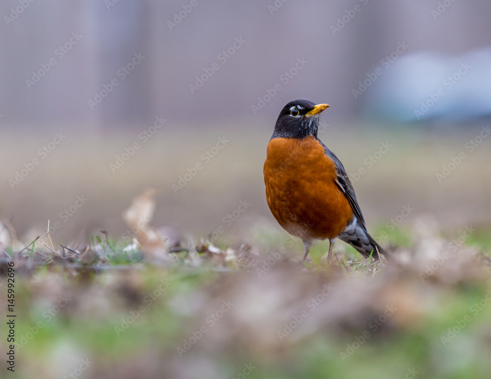 American Robin in a green grass field searching for worms and other insects in early spring in Montreal Canada. American Robin in a green grass field searching for worms and other insects in early spring in Montreal Canada.
