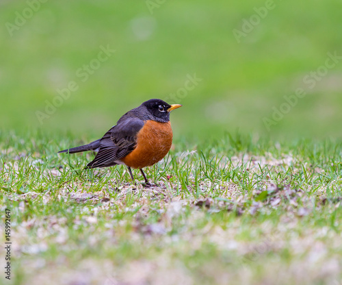 American Robin in a green grass field searching for worms and other insects in early spring in Montreal Canada.