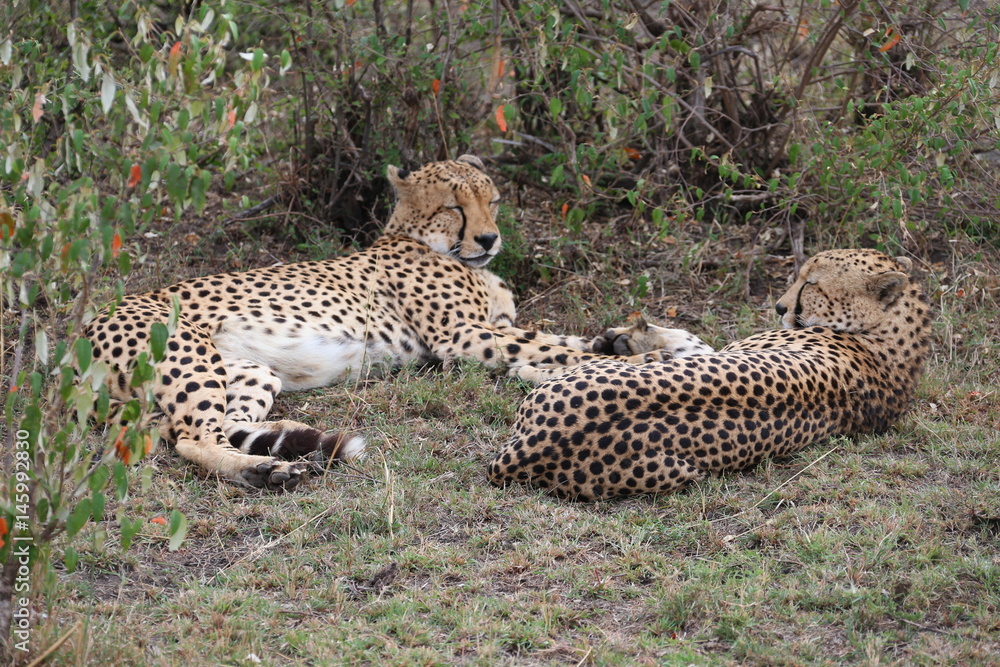 Naklejka premium Wild Cheetah