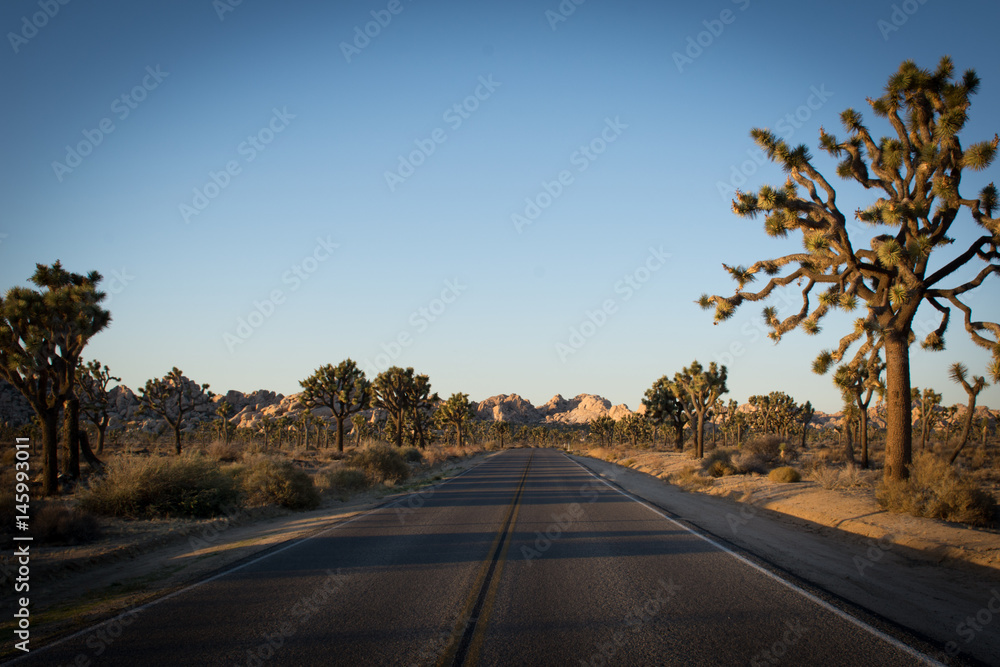 Fototapeta premium Joshua Tree Road
