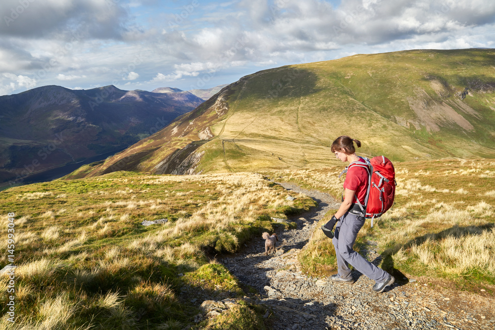 A hiker descending from Hindscarth towards the summit of Robinson in the Lake District, England, UK.