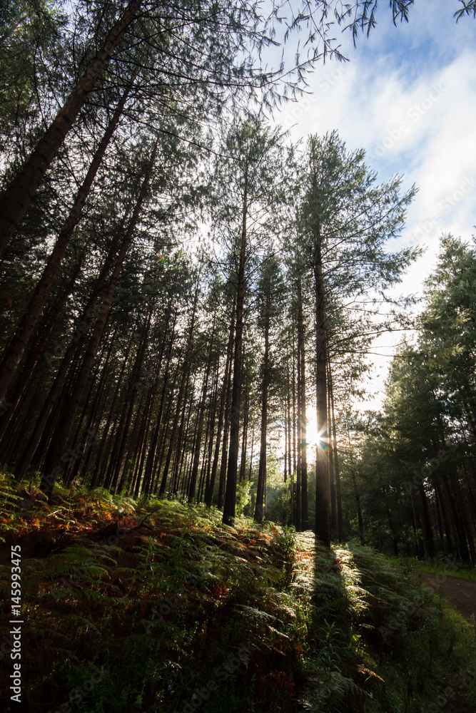 Fototapeta premium Tall Trees in Hogsback forest sun in different position
