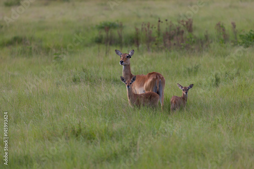 Uganda-Kobs (Kobus kob thomasi) mit Jungtier im Queen Elisabeth Nationalpark in Uganda, Afrika