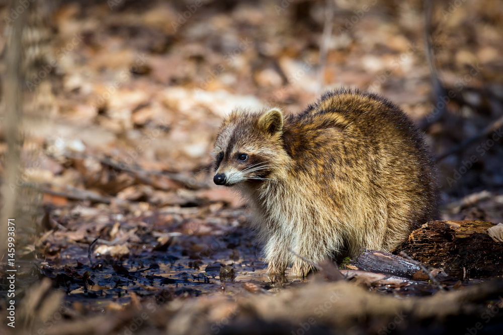 Fototapeta premium A reddish fur variety of Raccoon searching in a swamp for worms in early spring Quebec, Canada.