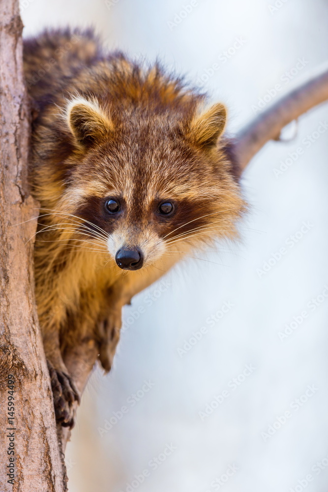 Obraz premium A reddish fur variety of Raccoon sitting in a tree watching the surroundings waiting to descend after danger has passed.