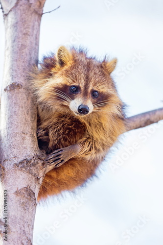 A reddish fur variety of Raccoon sitting in a tree watching the surroundings waiting to descend after danger has passed.