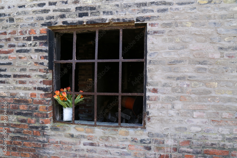 Urban Spring. Strauß Tulpen /Tulipanen im Fenster von einer verlassenen Fabrik. 