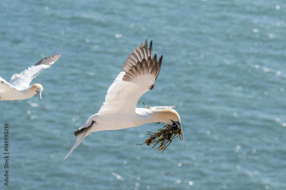 Northern Gannets at the island Helgoland Germany