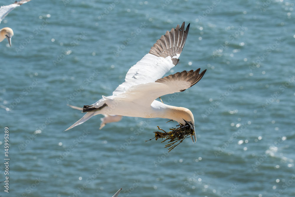 Northern Gannets at the island Helgoland Germany Northern Gannets at the island Helgoland Germany