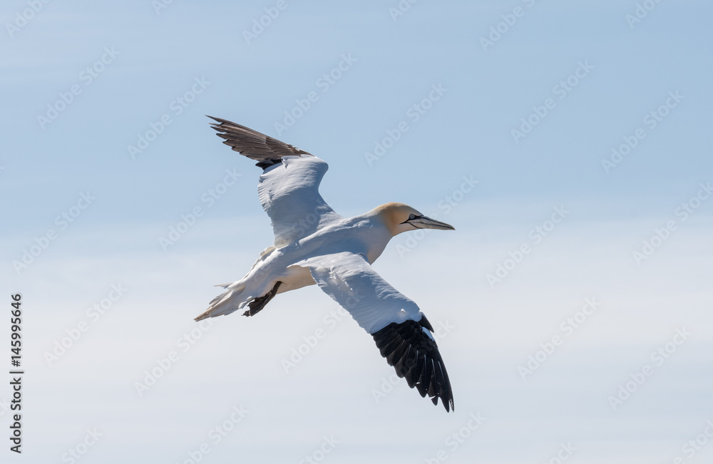 Northern Gannets at the island Helgoland Germany Northern Gannets at the island Helgoland Germany