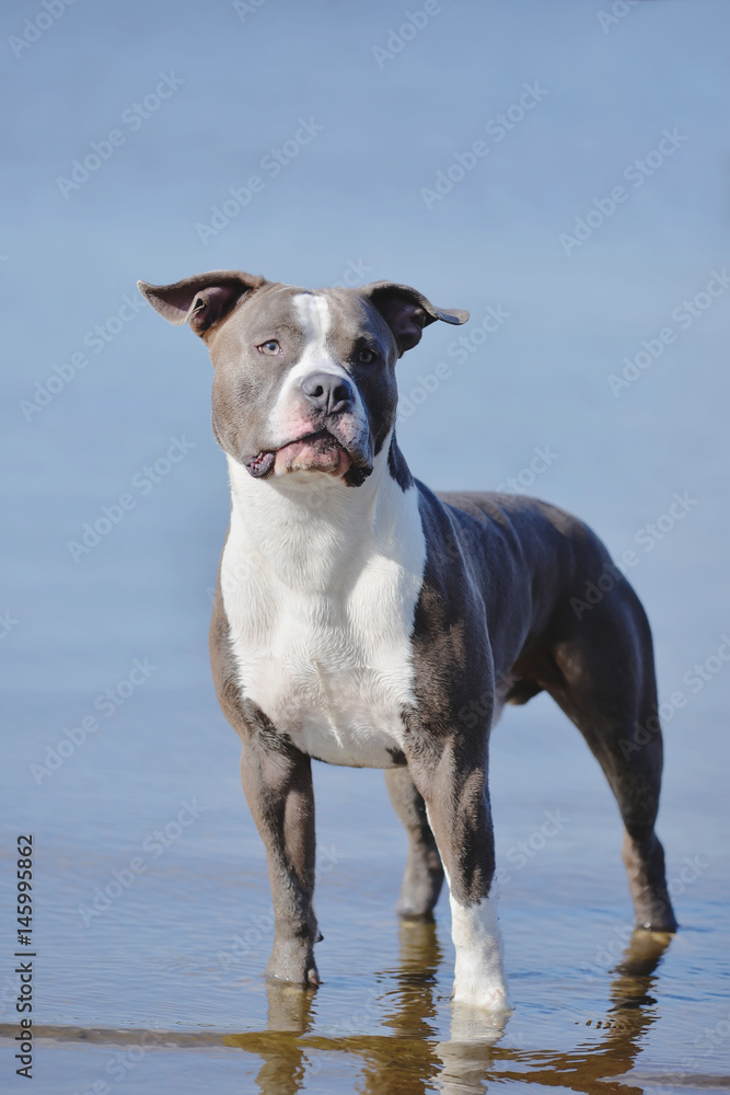 Blue staffordshire terrier for a walk
