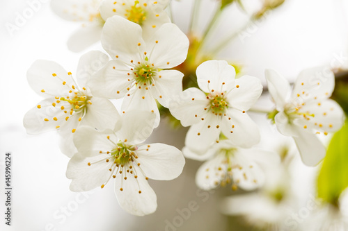 Fototapeta Naklejka Na Ścianę i Meble -  Cherry blossom in spring for background.
