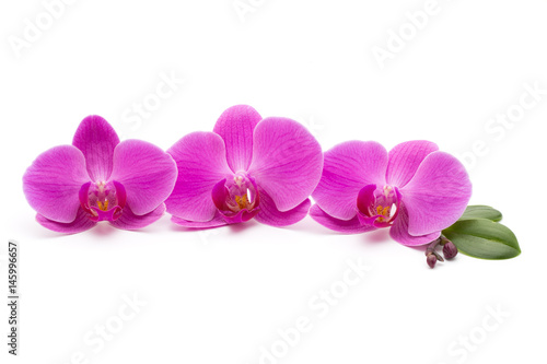 Pink orchid on the white background. © gitusik