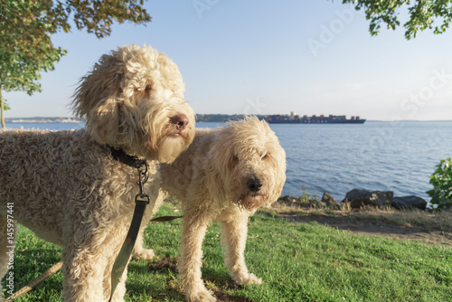 A pair of fluffy white doodle dogs at the park by the sea late afternoon sun.