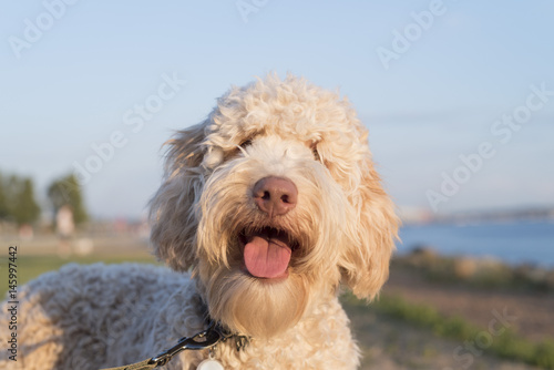 Very cute labradoodle dog smiling for the camera © Richard