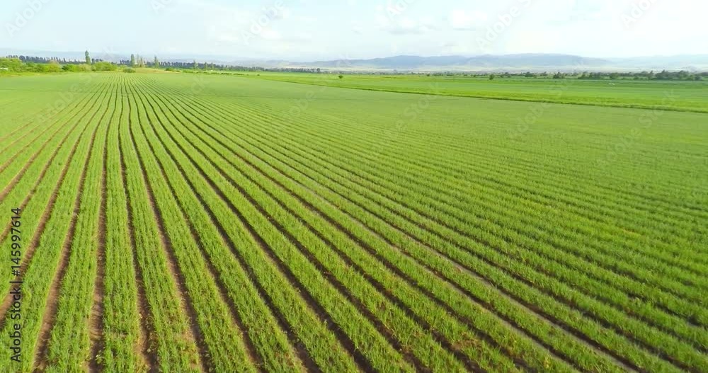 Aerial view of green onions field Aerial view of green onions field