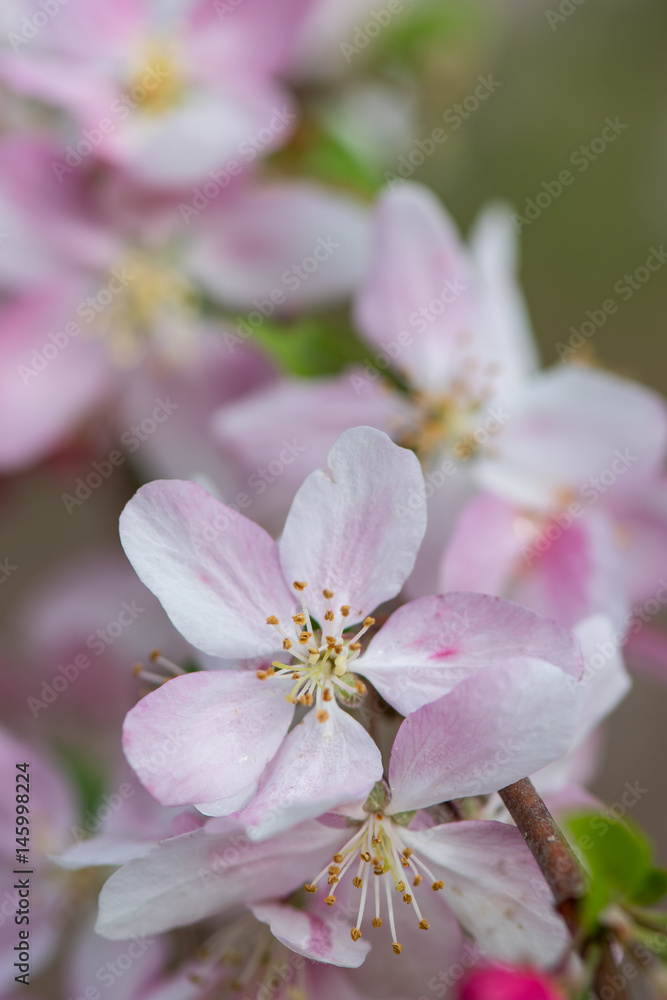 Blooming Flowers on Crabapple Tree Blooming Flowers on Crabapple Tree
