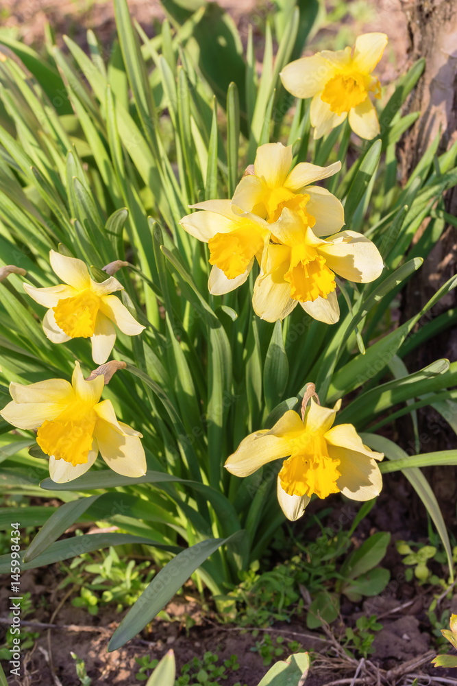 Spring daffodils in a sunny garden