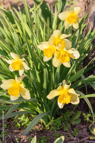 Fototapeta Naklejka Na Ścianę i Meble -  Spring daffodils in a sunny garden