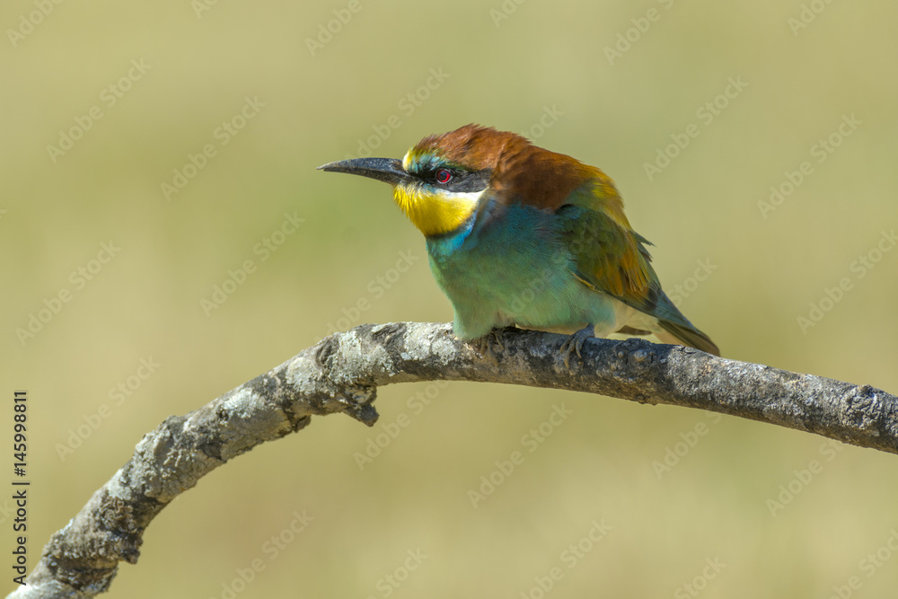 European bee-eater