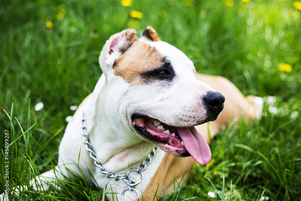 Happy dog lying in the green grass. Dog at the park.