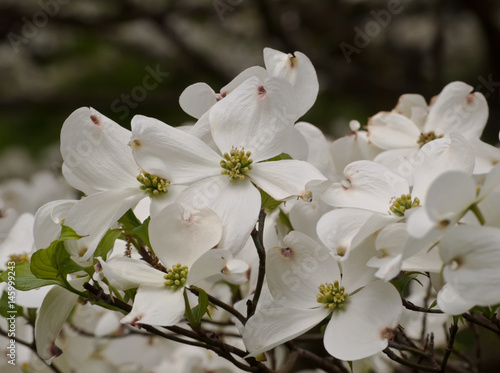 Beautiful white dogwood flowers 
