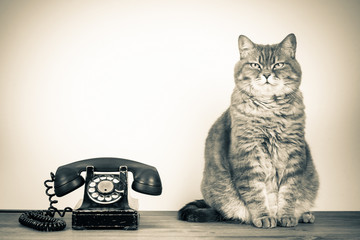 Vintage old rotary telephone and British cat on table sepia photo