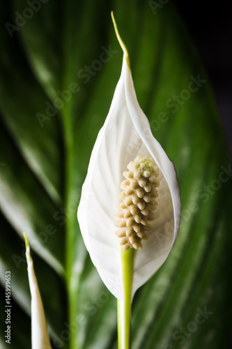 Close up of a white flower of an indoor plant in color