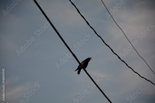 Crow Raven on a wire © Archie