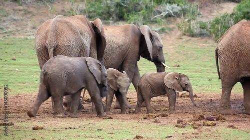 Baby Elephants jostling and playing at a waterhole in Africa