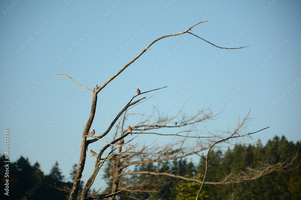 Family of finches gathering