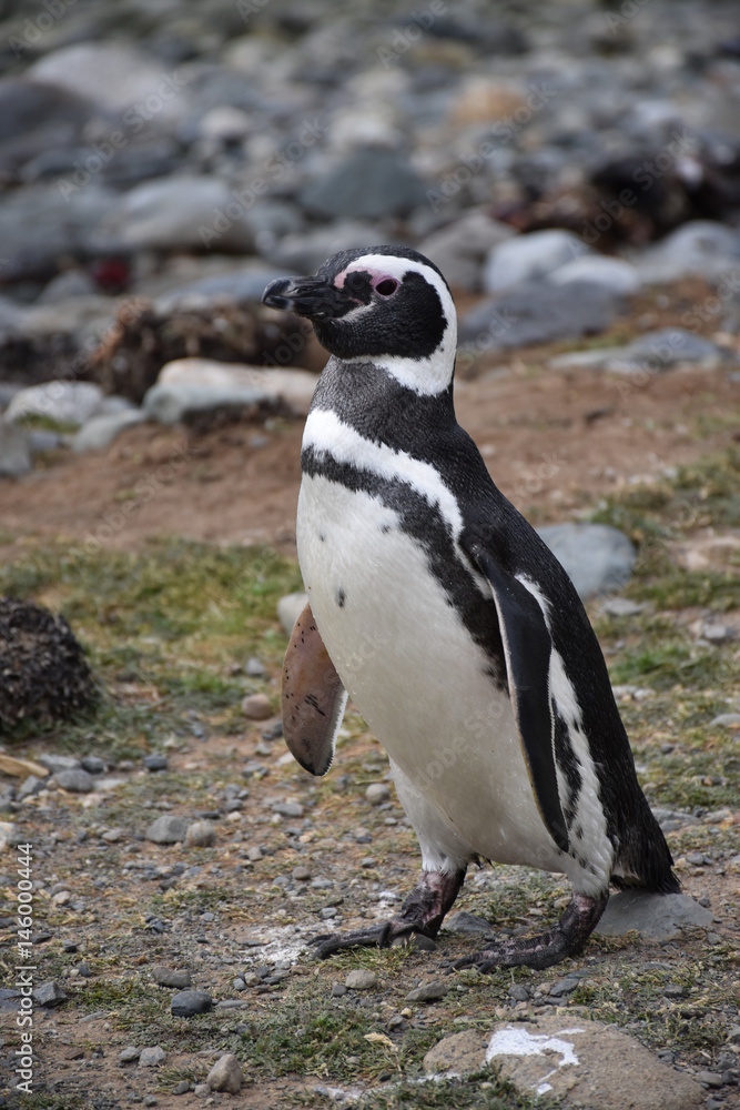 Obraz premium Pinguoins